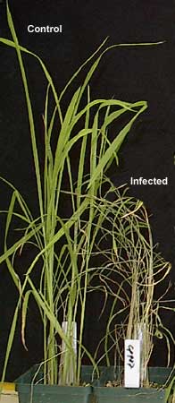 rice balst disease