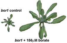 Arabidopsis bor1 mutant