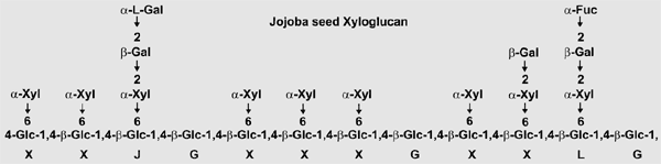 Jojoba seed xyloglucan
